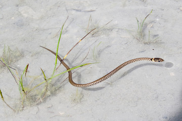 Natrix natrix - Natrice dal collare