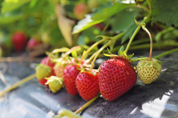 Strawberry nursery in May