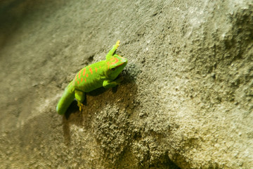 Phelsuma madagascariensis - Felsuma del Madagascar