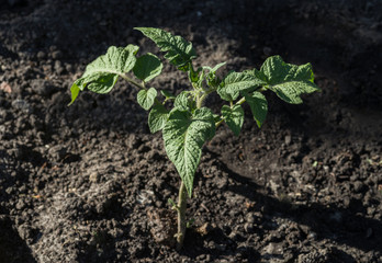 The tomato seedlings against the background of the soil. Selective focus.