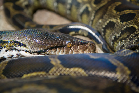 Python molurus - Pitone reale