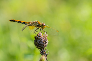 Dragonfly sits on a dry flower bud