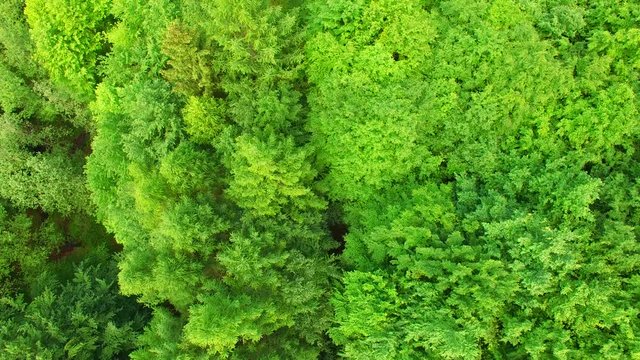 Aerial view above treetops. Summer mixed forest in the middle of Europe. 