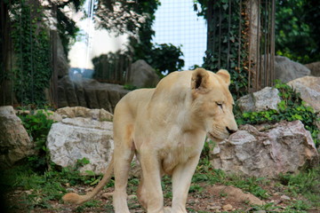 White lion at the zoo