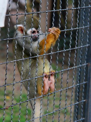 Primate at the zoo