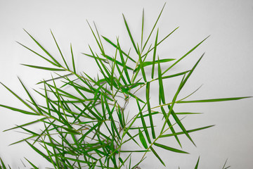 Leaves and leaves of green bamboo on a white floor with empty sp