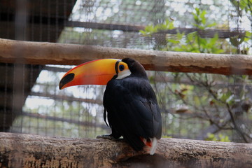 Exotic birds at the zoo
