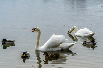 Swan in lake