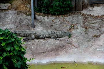 Alligators at the zoo
