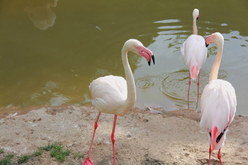 Flamingos in the zoo