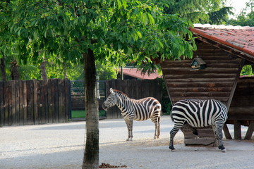 Fototapeta na wymiar Zebra at the zoo