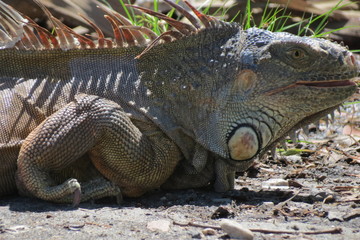 Iguana