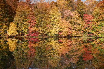 Fototapeta premium Trees with Leaves Changing Color Reflected in Calm Lake in the Morning Sun in Burke, Virginia in October
