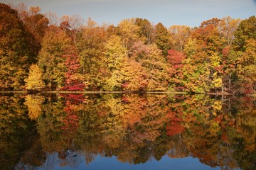 Obraz premium Trees with Leaves Changing Color Reflected in Calm Lake in the Morning Sun in Burke, Virginia in October