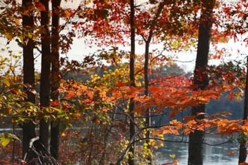 Trees with Leaves Changing Color against Lake Back-Lit by the Morning Sun in Burke, Virginia in October