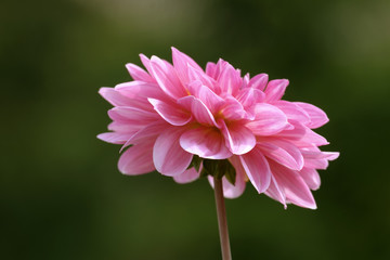Fototapeta premium Dahlien (Dahlia)