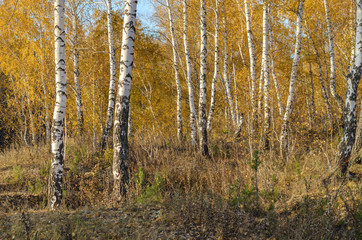 Birch Forest In Autumn. Landscape At Sunset Of The Day.