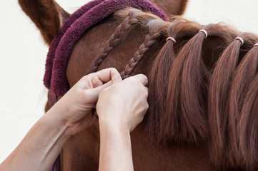 closeup of woman braid detail with the hairs of the mane of a horse in riding club - obrazy, fototapety, plakaty