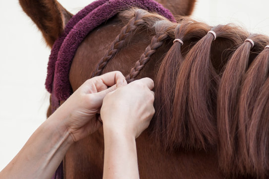 Schleich | Horse Club Sofia's Beauties Hair Beauty Horses Bro | Multi |  SportsDirect.com