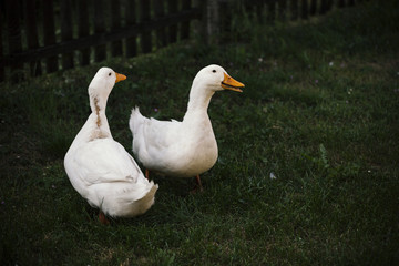 two ducks in the green yard