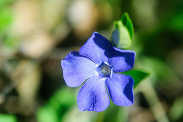 blue flower soft focus