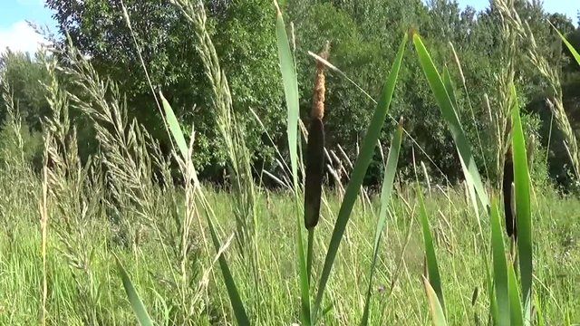 Typha latifolia, Common Bulrush, Broadleaf Cattail HD video footage