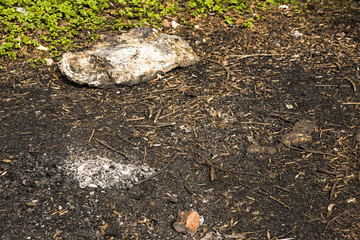 Ground in nature after the fire