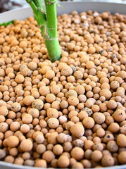 paillage en billes d'argile dans pot de plante