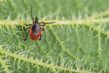 Castor bean tick on nettle leaf. Ixodes ricinus. Urtica dioica. Close-up of dangerous parasite lurking on green plant with stinging trichomes. Carrier of infections as encephalitis and Lyme disease.