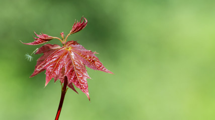 Young leaves of Japanese maple. Acer palmatum. Red-leafed cultivar close-up. Little lush ornamental tree. Fresh foliage on branch. Blurry green spring background. Copy space. Selective focus.