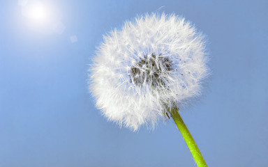 Dandelion seed head against light blue sky with sun. Close up. Copy space.