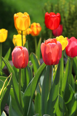 Beautiful spring nature background with tulips. Back yard of a private house flower bed with bright blooming tulips in sunlight close up in a shallow depth of field. Vertical composition.