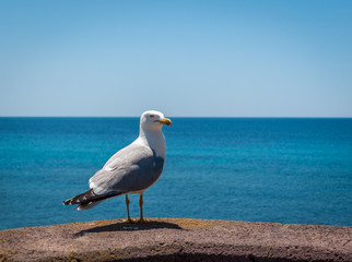 seagull standing on a pillar in Alghero
