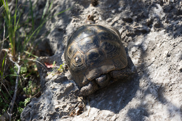 Obraz premium Little turtle is hiding his head