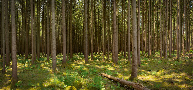 Panorama of a Spruce Forest on a Sunny Day