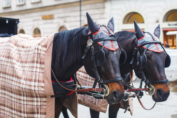 Obraz premium Horse-driven carriage wagon at the street in Vienna, Austria