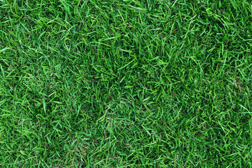 Top View of green grass field texture. 