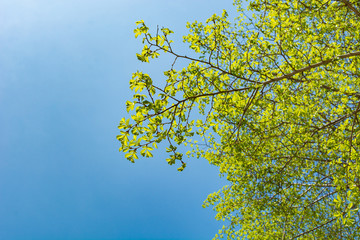 Peaceful Spring Tree Branch