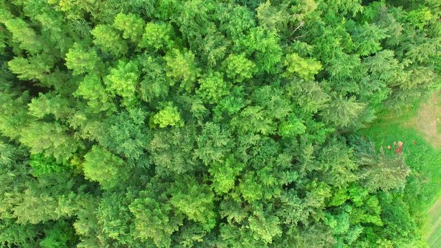 Aerial view camera moves rising up from the green forest of densely mixed treetops