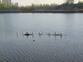 seagulls sitting on the water