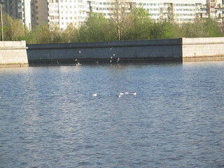 seagulls sitting on the water