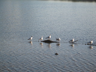 seagulls sitting on the water