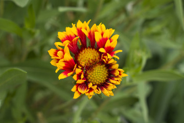beautiful unusual flower with a bright red color. Vegetation in the garden
