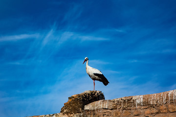 Storch vor Wolke