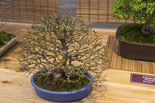 Bonsai tree  - Trident maple