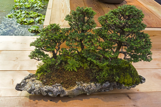 Bonsai tree  - Japanese cypress
