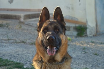 German shepherd 