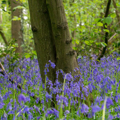 Bluebells bloom in the Hallerbos