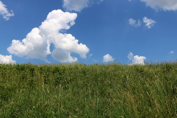 Fototapeta na wymiar Sky and grass background