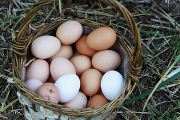 Frische Bioeier auf einem Bauernhof